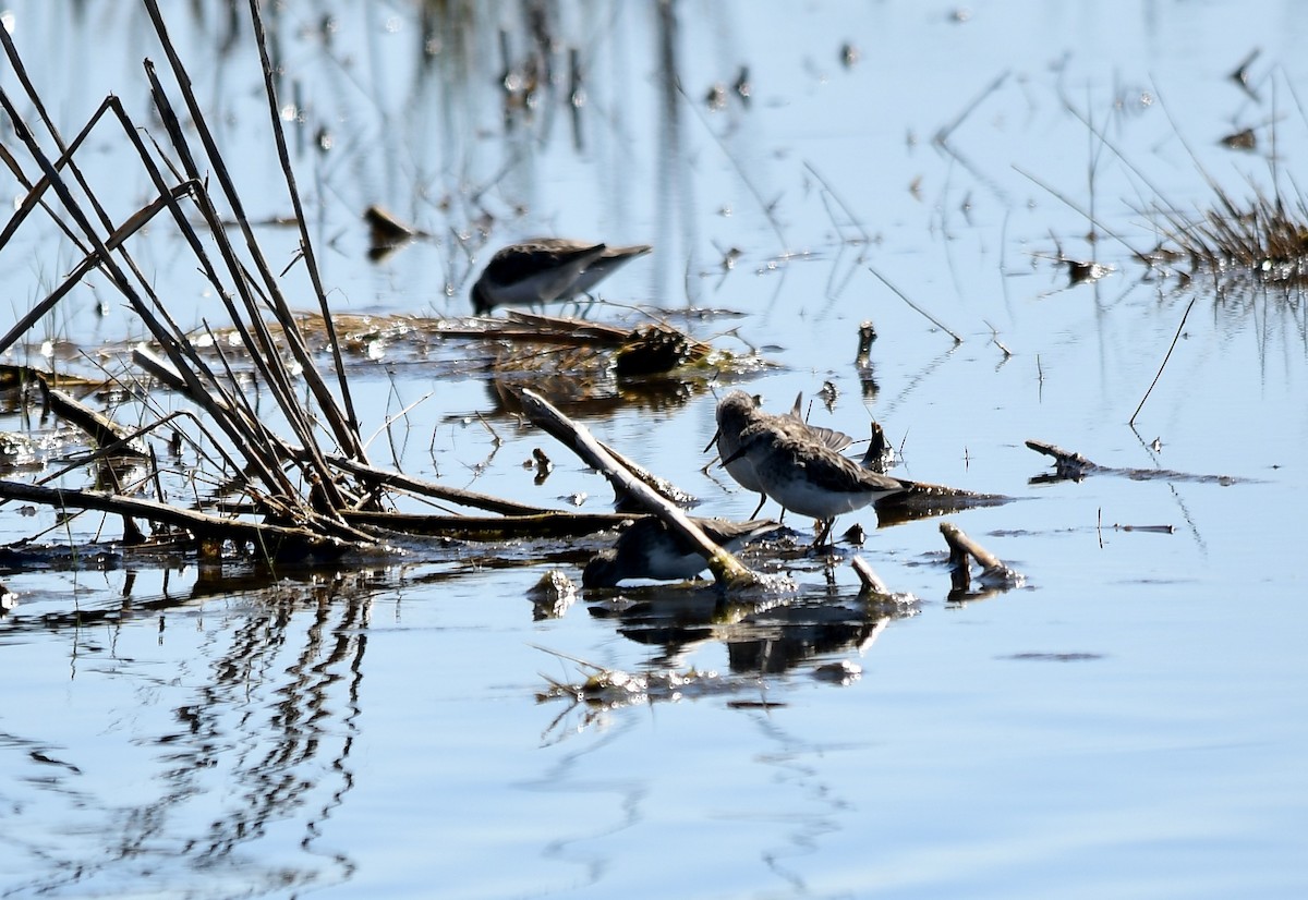 Semipalmated Sandpiper - ML552645081