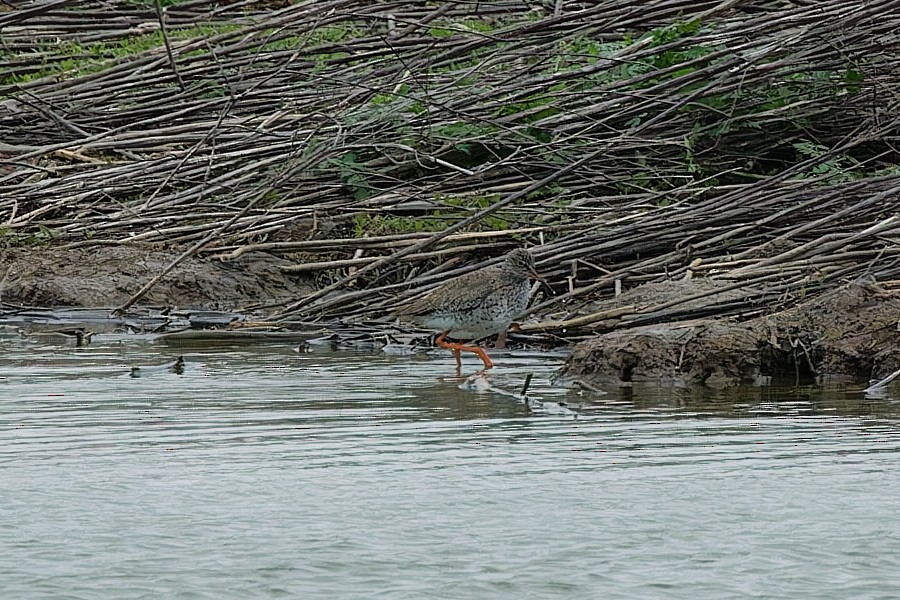 Common Redshank - ML552645581