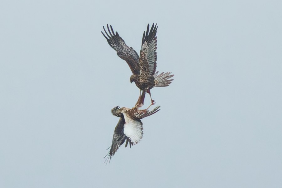 Western Marsh Harrier - Marco Lenck