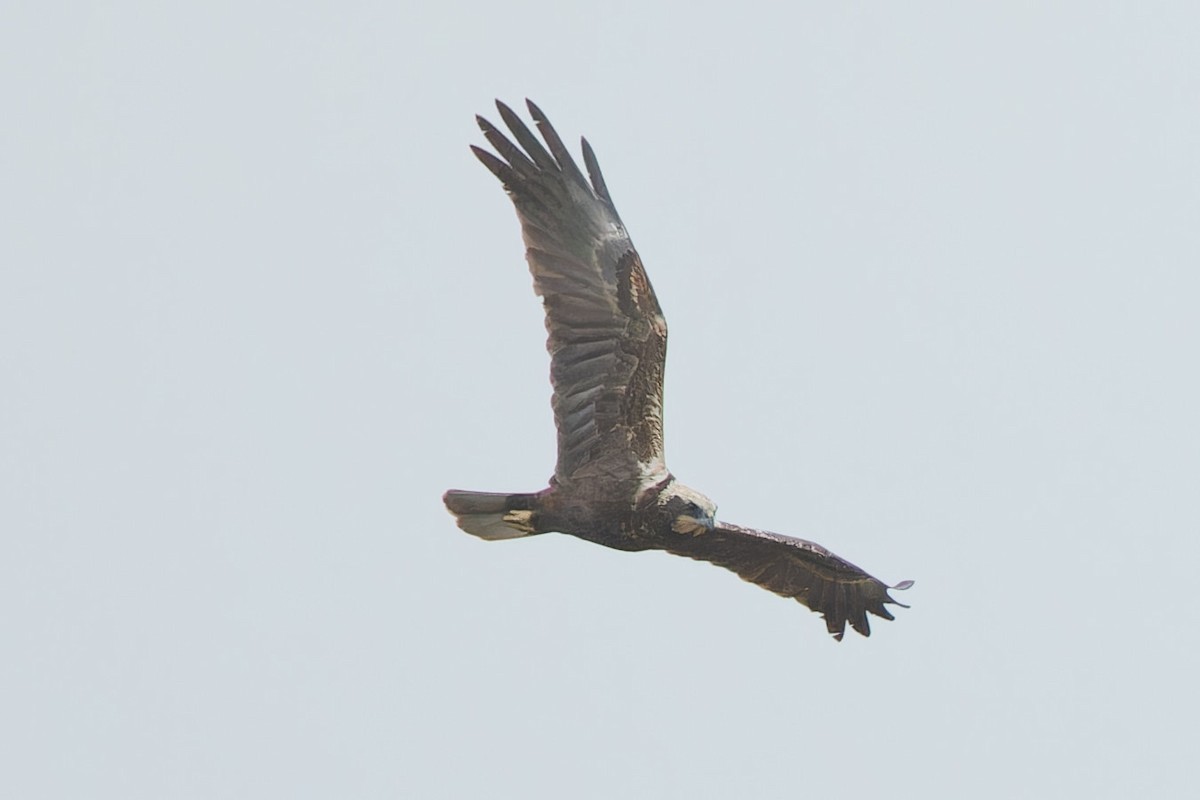 Western Marsh Harrier - Marco Lenck