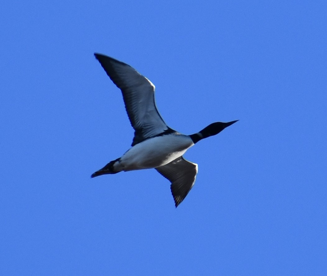 Common Loon - ML552645981