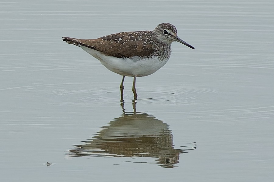 Green Sandpiper - ML552646161