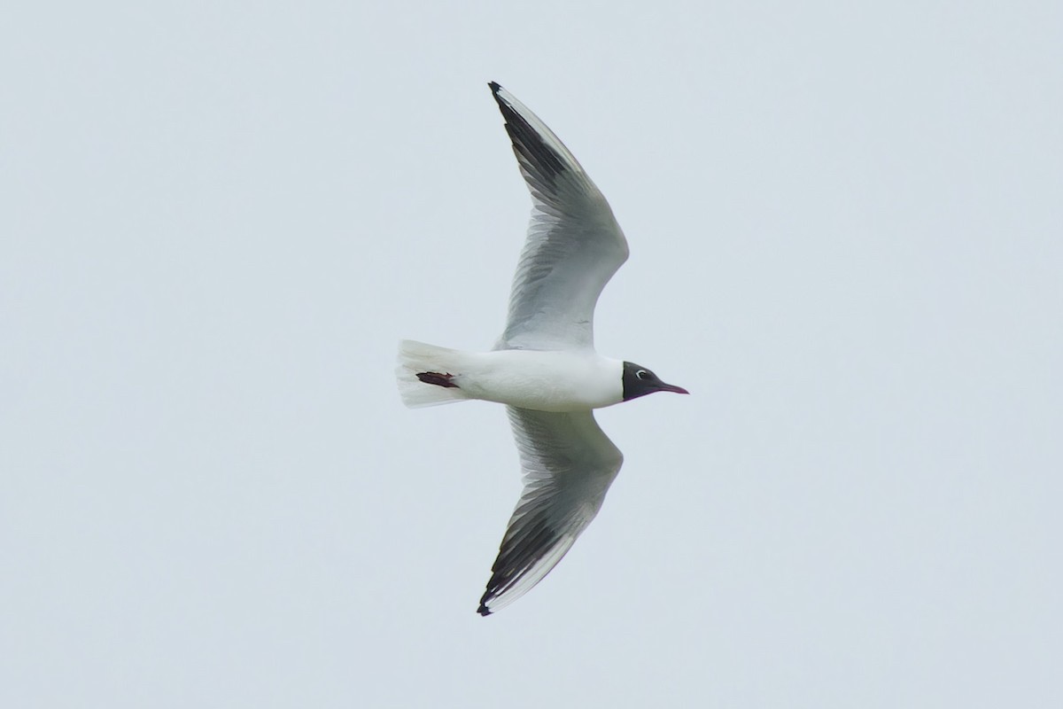 Gaviota Reidora - ML552646711