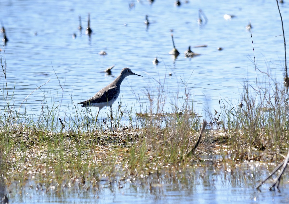 Greater Yellowlegs - ML552647331
