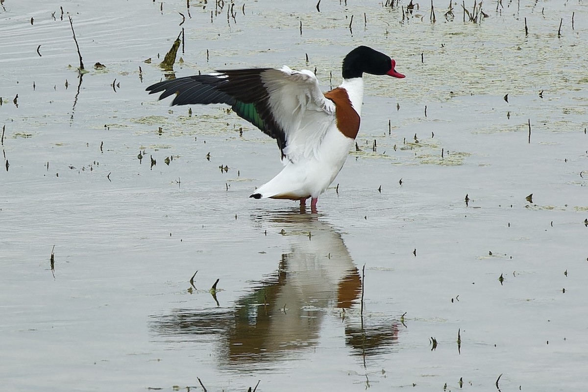 Common Shelduck - ML552647341