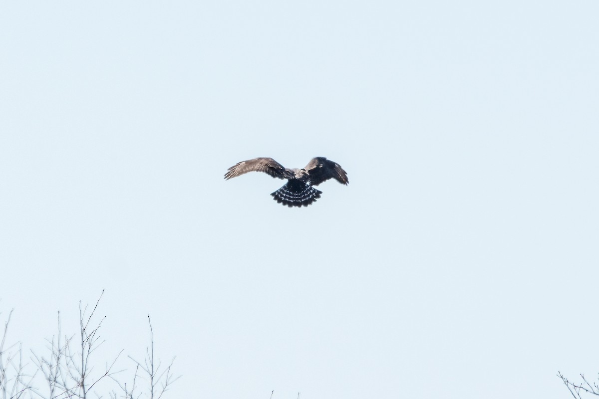 Rough-legged Hawk - ML552647451