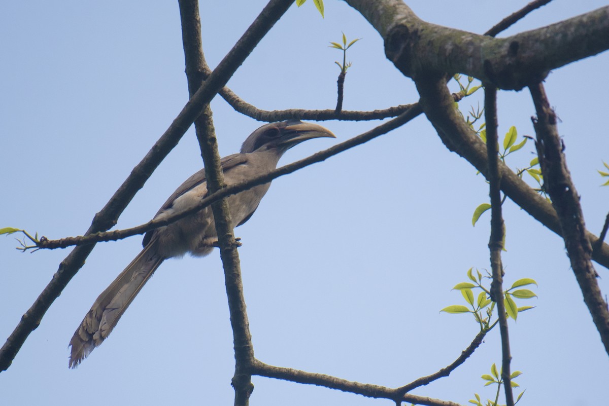 Indian Gray Hornbill - ML552647581
