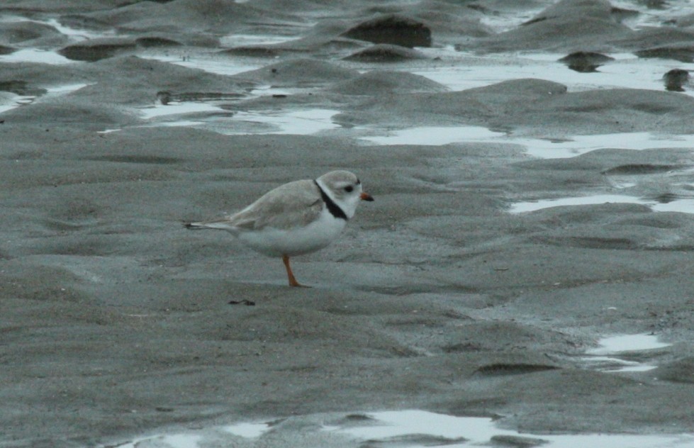 Piping Plover - ML55264871