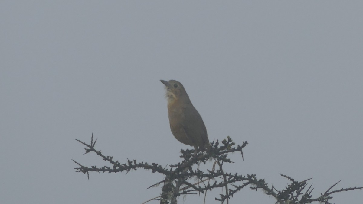 Tawny Antpitta - ML552649441