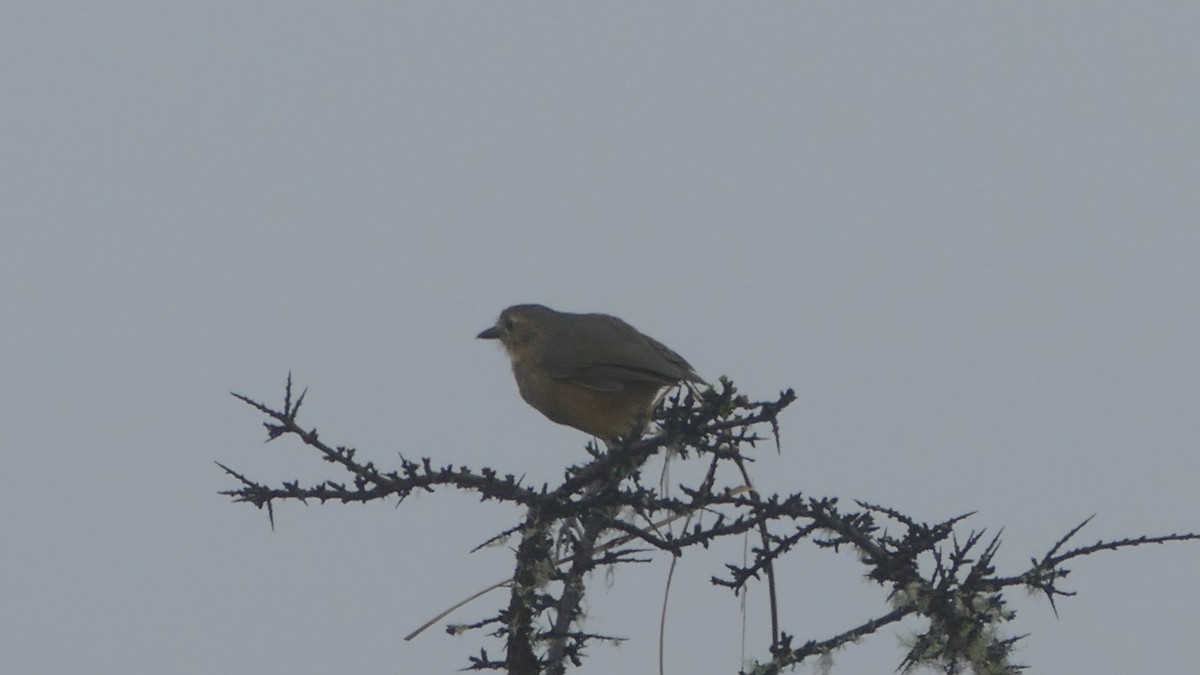 Tawny Antpitta - Gregorio Lozano Campo