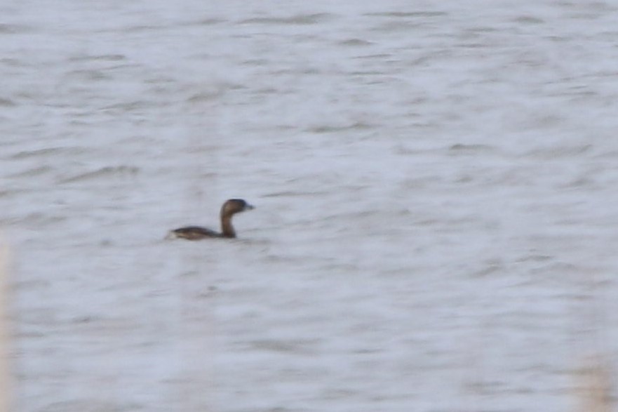 Pied-billed Grebe - ML552649531