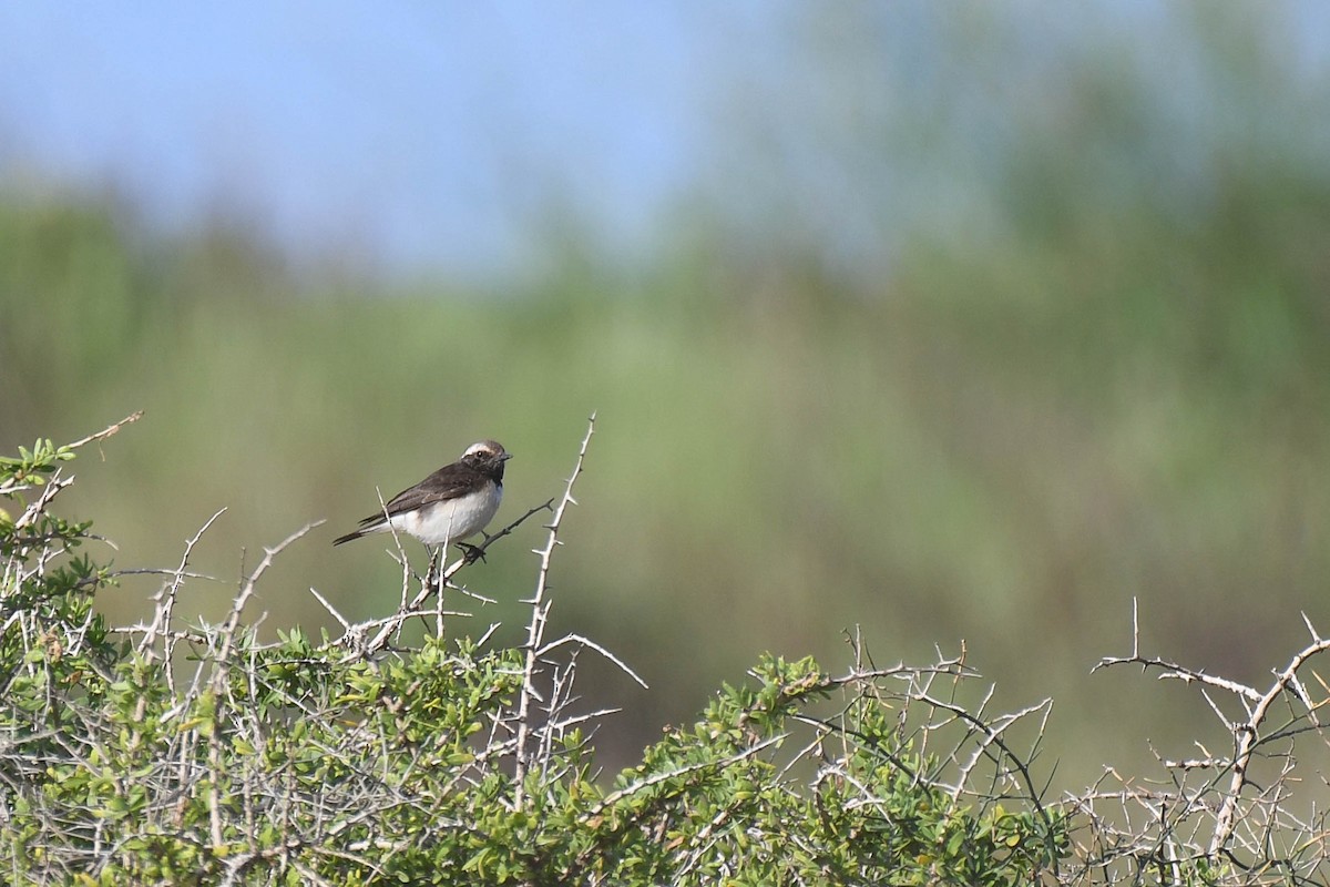 Cyprus Wheatear - ML552649801