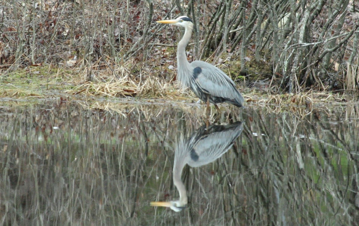 Great Blue Heron - ML55265021
