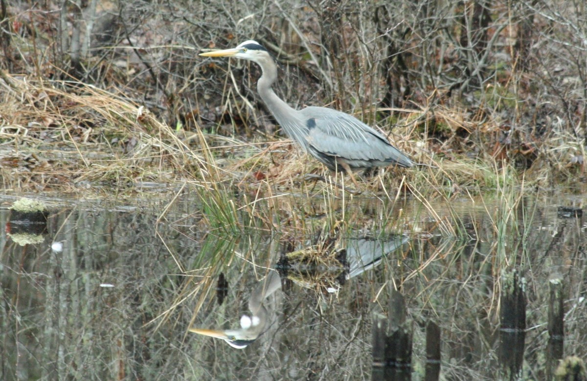 Great Blue Heron - ML55265041