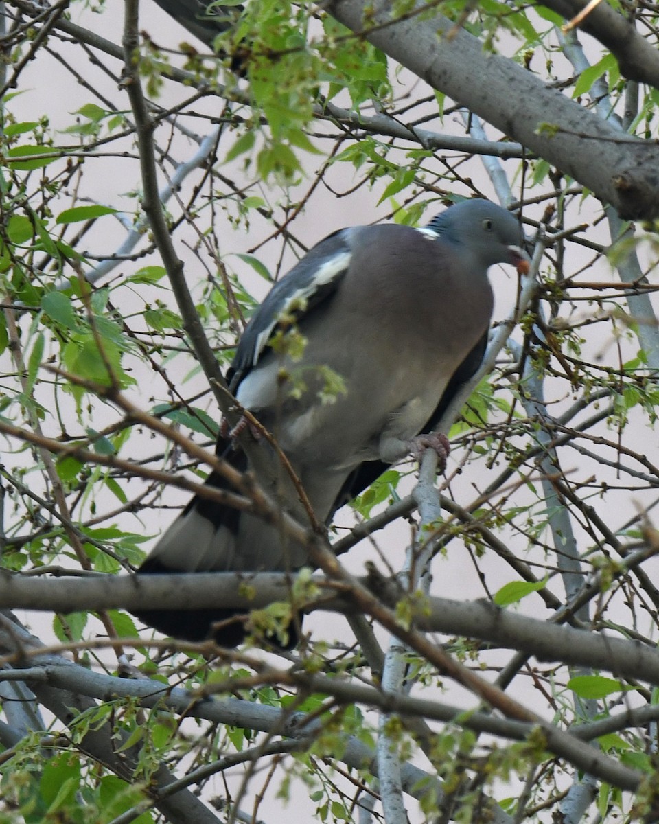 Common Wood-Pigeon - ML552650881
