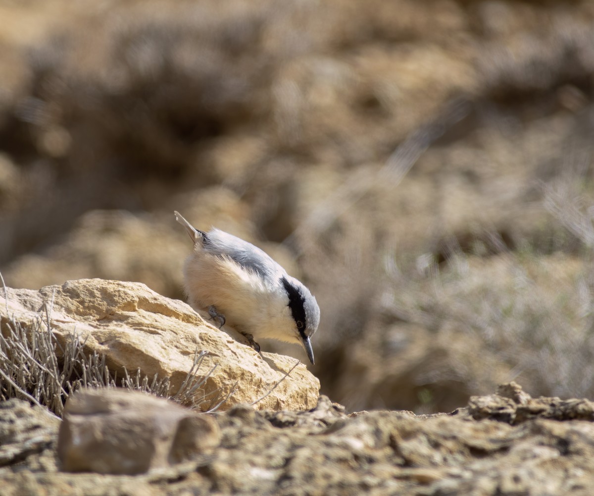 Eastern Rock Nuthatch - ML552651161