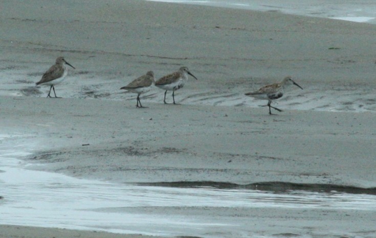 Dunlin - ML55265171