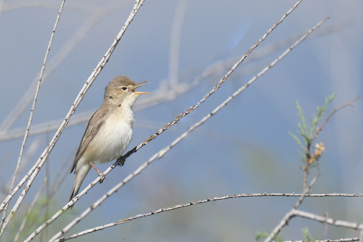 Eastern Olivaceous Warbler - ML552651961