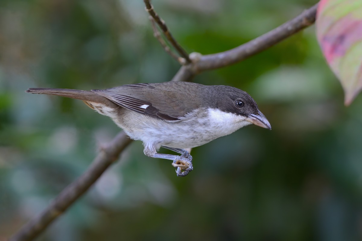 Puerto Rican Tanager - David Hollie