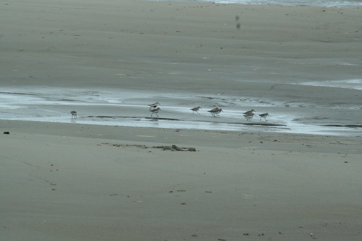 Dunlin - ML55265231