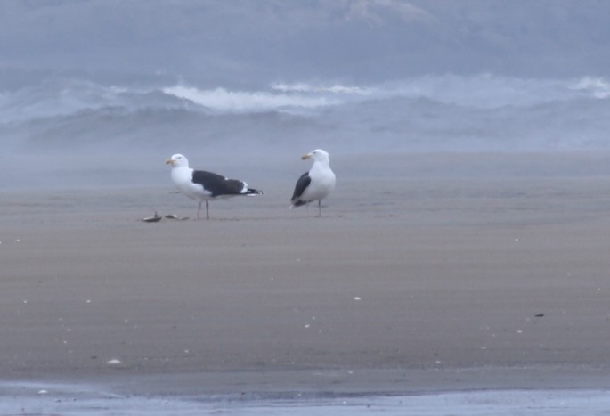Great Black-backed Gull - ML55265291