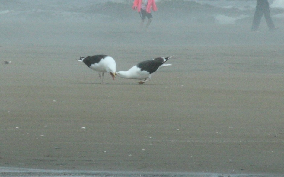 Great Black-backed Gull - ML55265331
