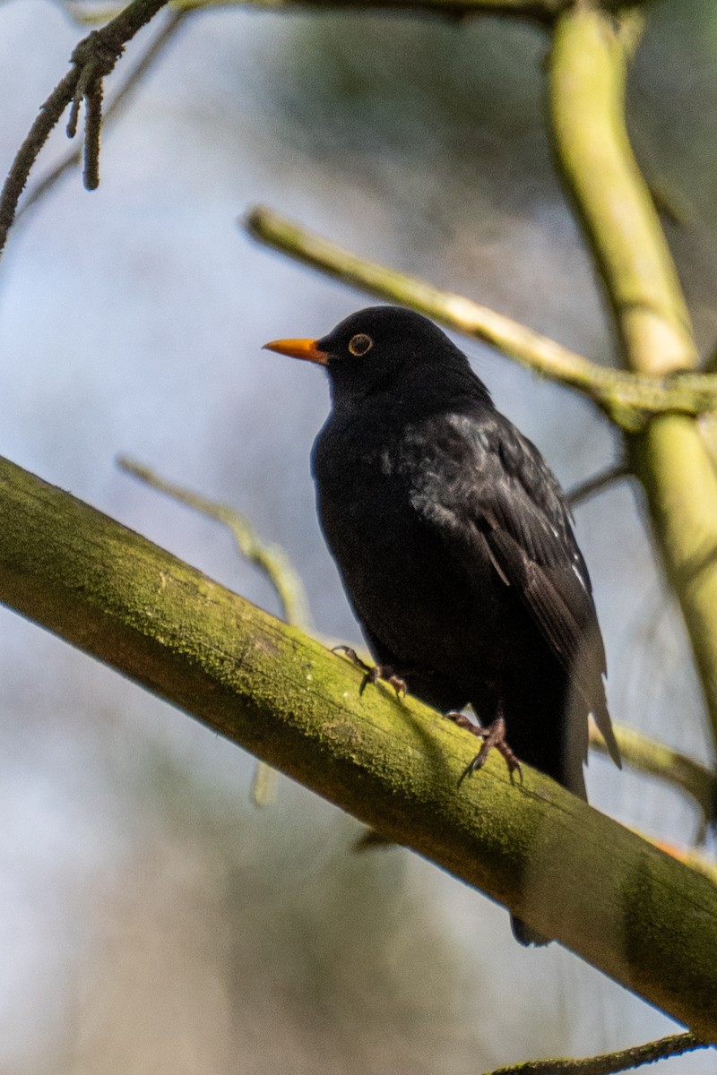 Eurasian Blackbird - Josep Bernaus