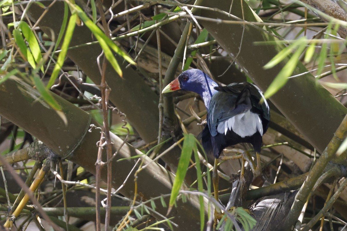 Purple Gallinule - ML552654511