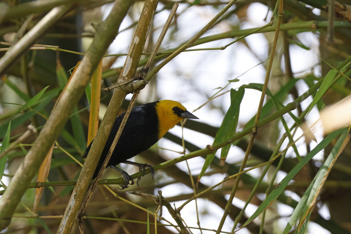 Yellow-hooded Blackbird - ML552654611