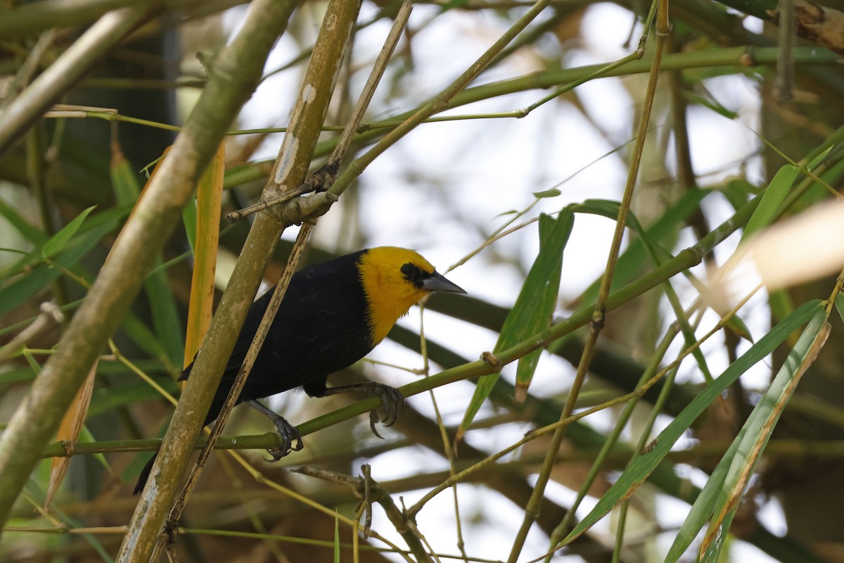 Yellow-hooded Blackbird - ML552654621