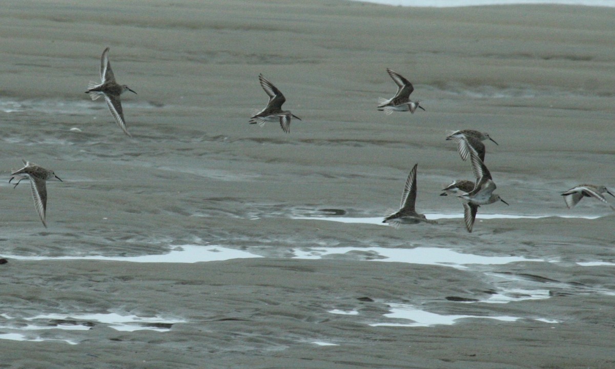 Dunlin - ML55265491