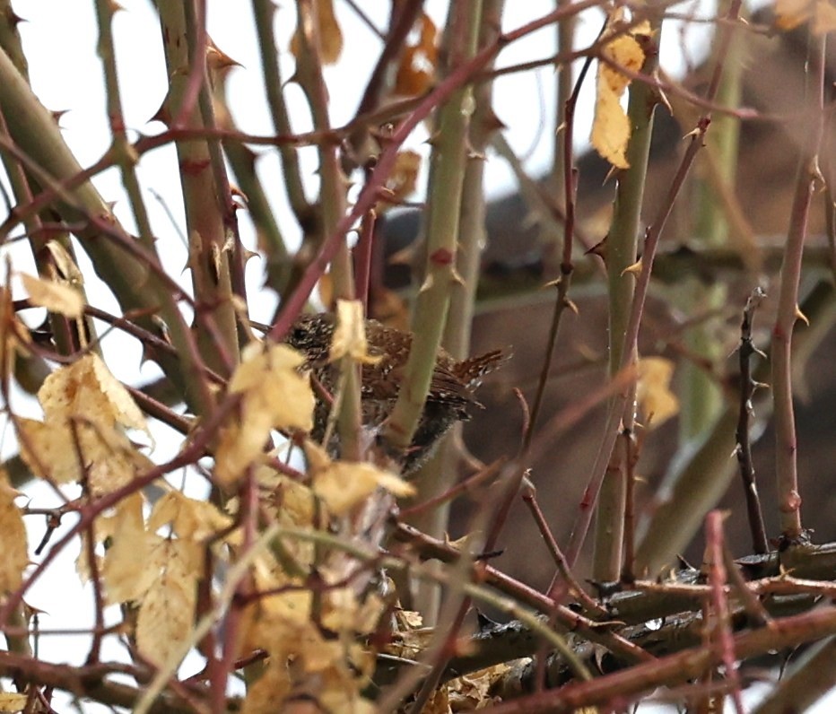 Winter Wren - ML552654931
