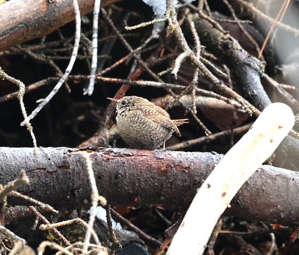 Winter Wren - ML552655031