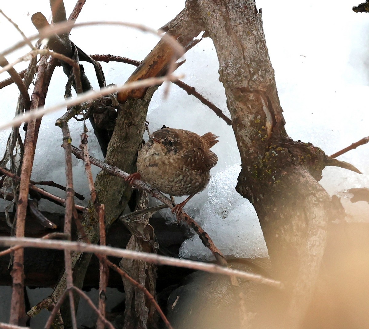 Winter Wren - ML552655101