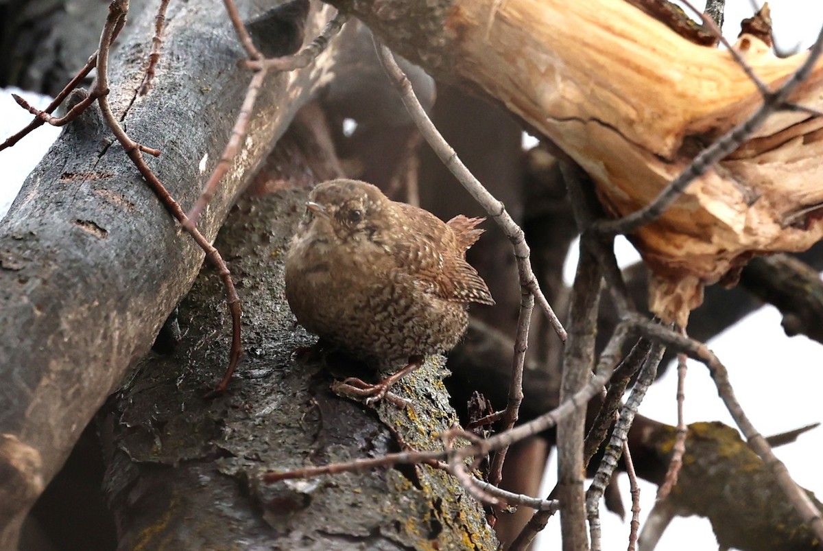 Winter Wren - ML552655261