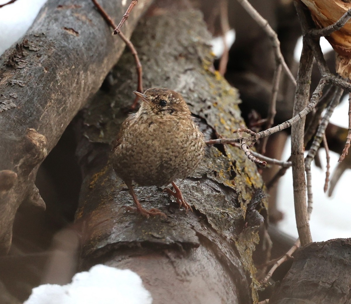 Winter Wren - ML552655281