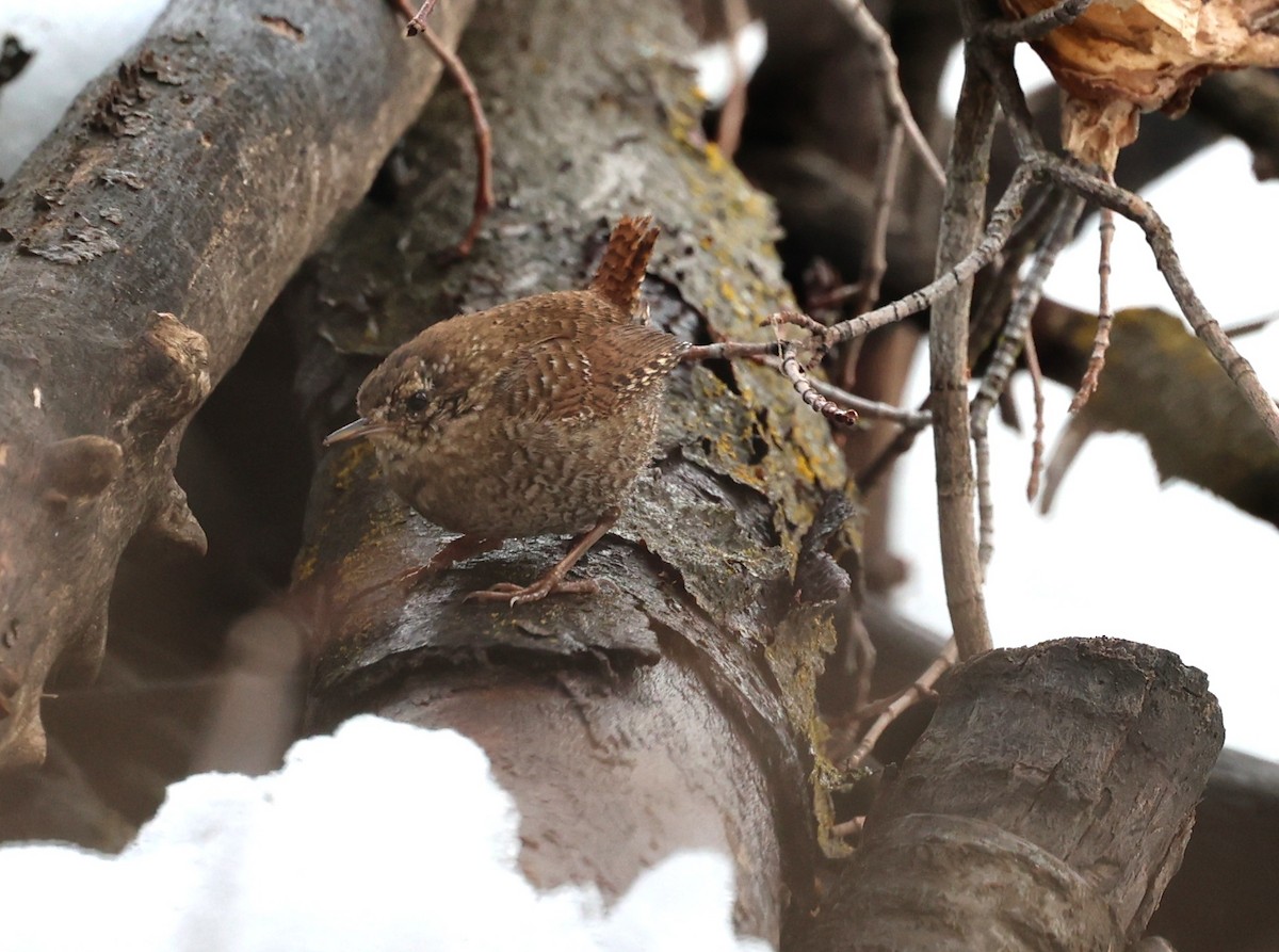 Winter Wren - ML552655301