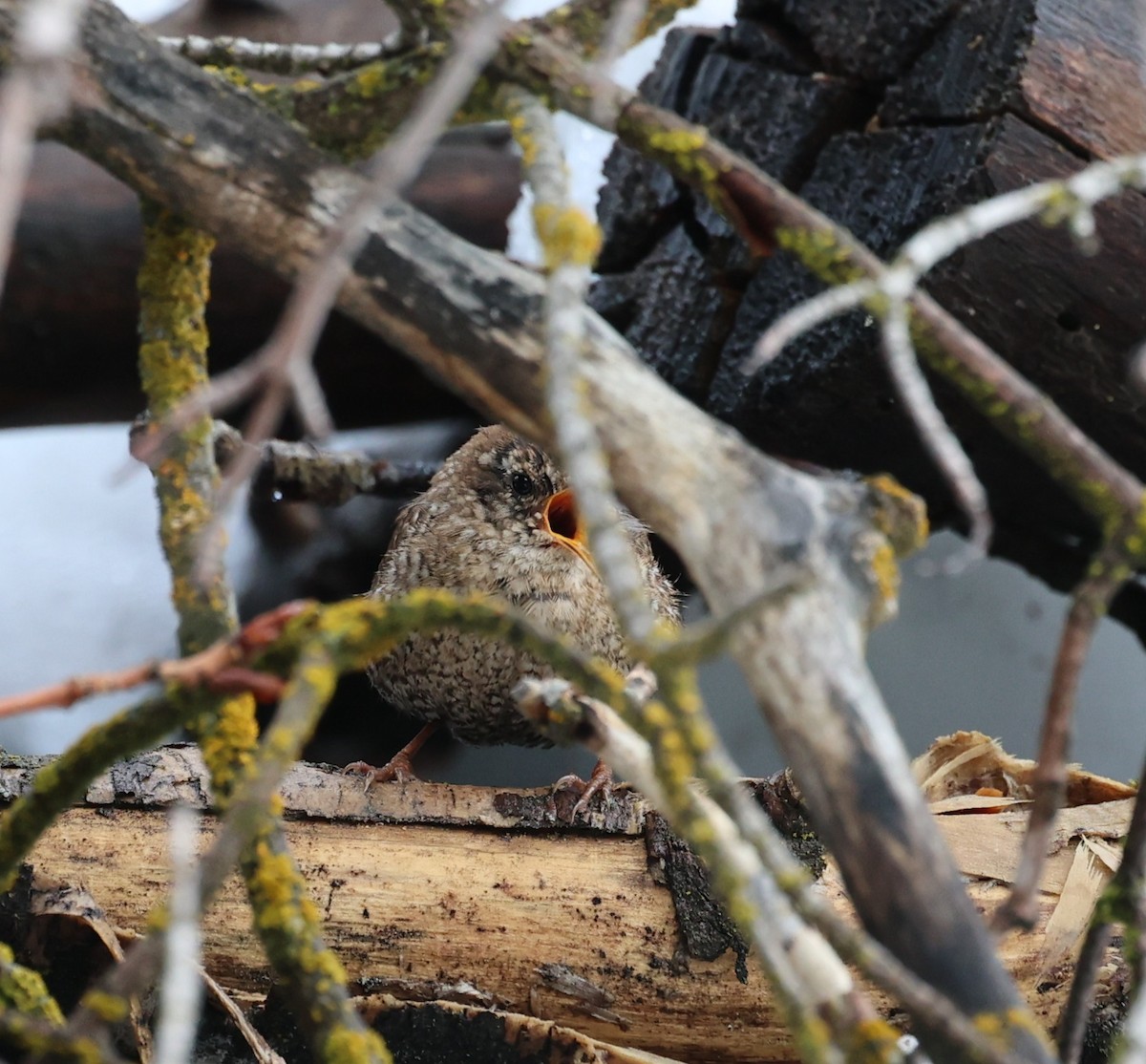 Winter Wren - ML552655341