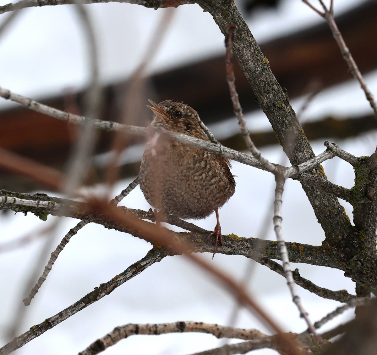 Winter Wren - ML552655441