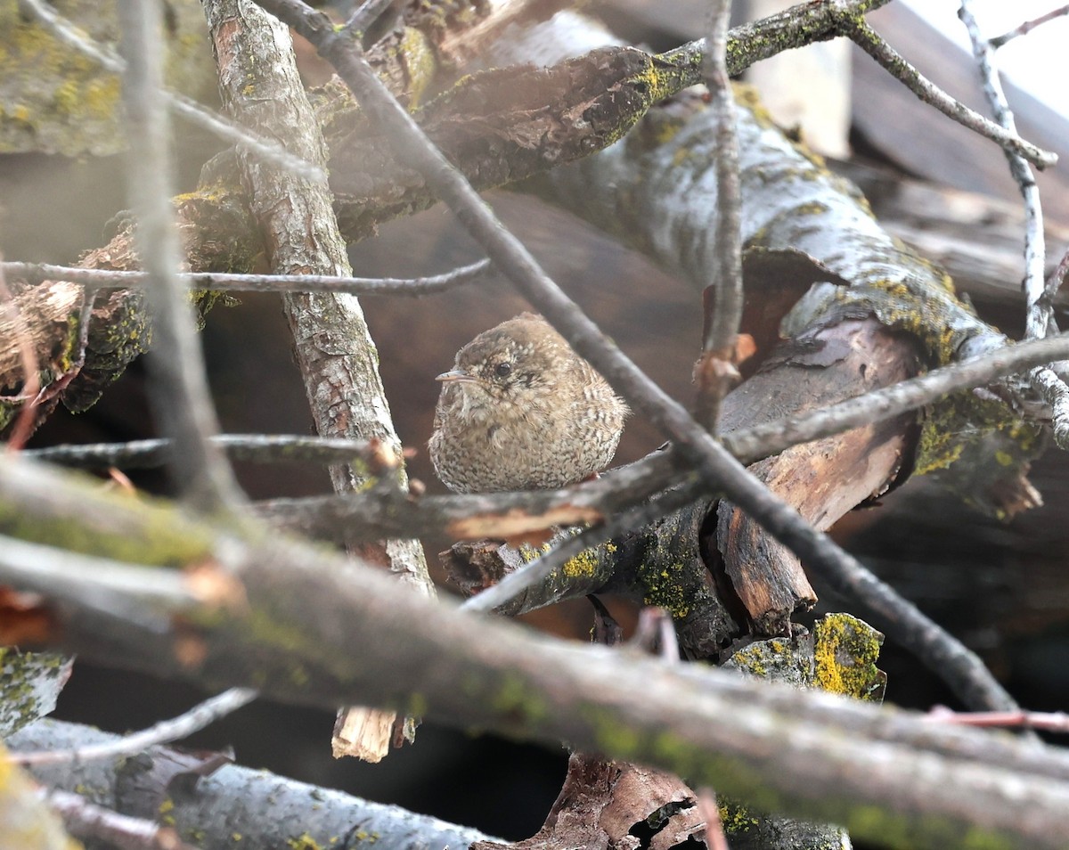 Winter Wren - ML552656161