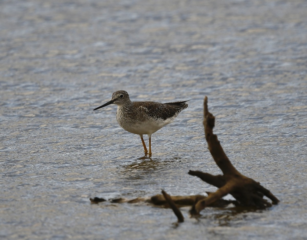 Greater Yellowlegs - ML552657301