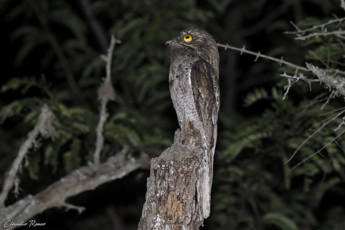 Common Potoo - Claudio Rosso