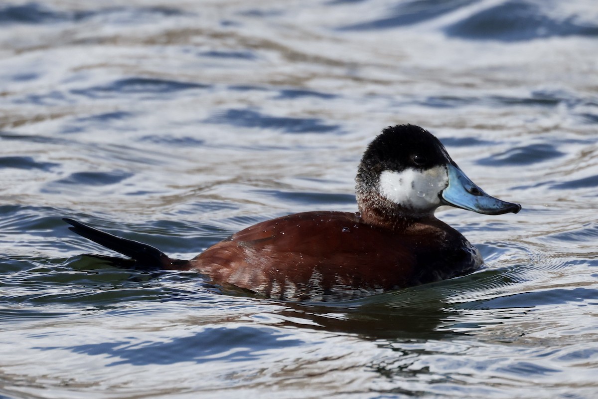 Ruddy Duck - ML552657901