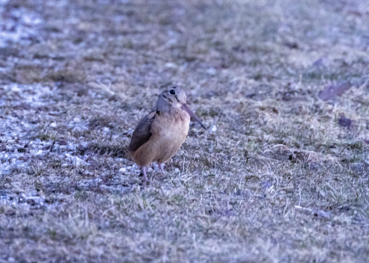 American Woodcock - Steve Holzman