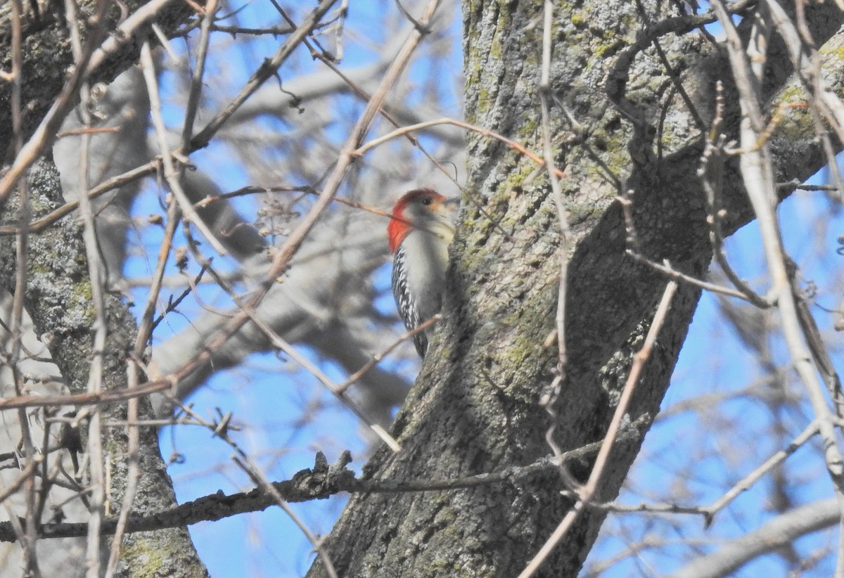 Red-bellied Woodpecker - ML552658761