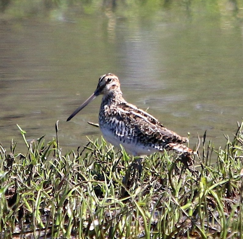 Wilson's Snipe - ML552659111