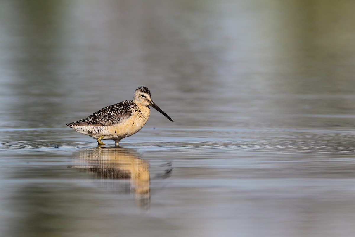 Long-billed Dowitcher - ML552659261
