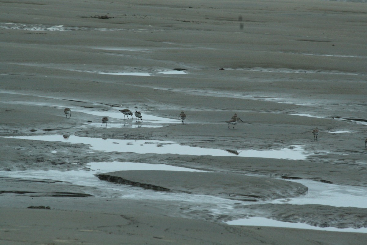 Dunlin - ML55265931