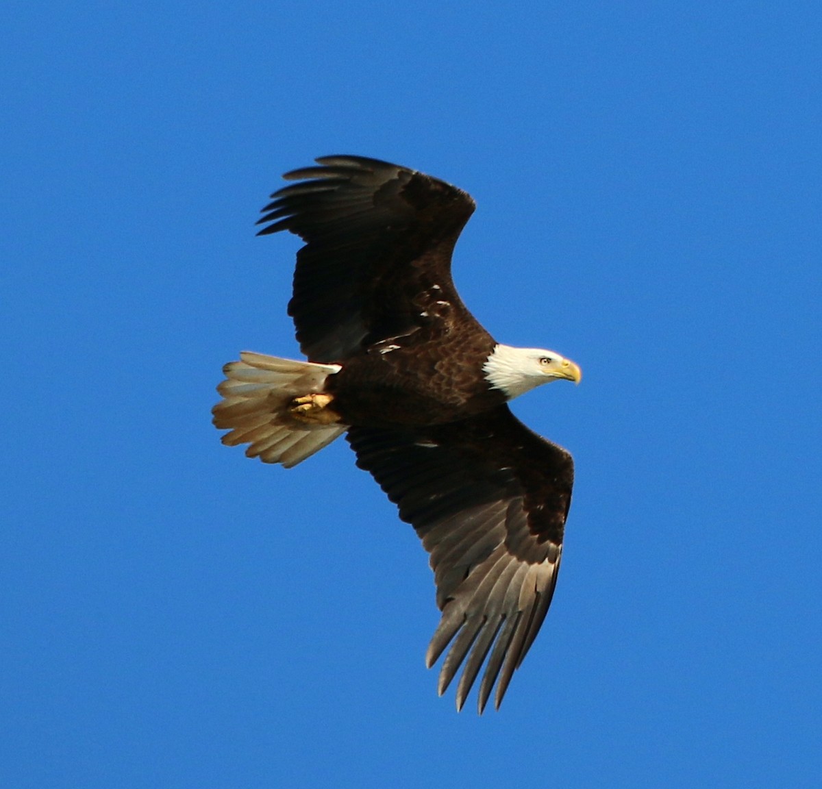 Bald Eagle - ML552659601