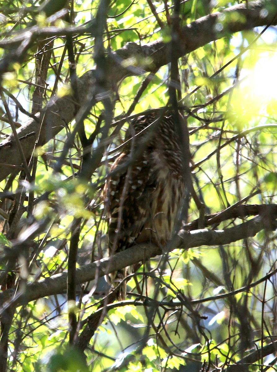 Barred Owl - ML552659911